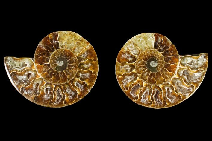 Agatized Ammonite Fossil - Crystal Filled Chambers #145935